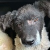 Hund von Radu Spende
